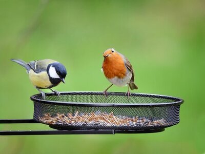 Welcome Birds to the Garden (Garden Wildlife)