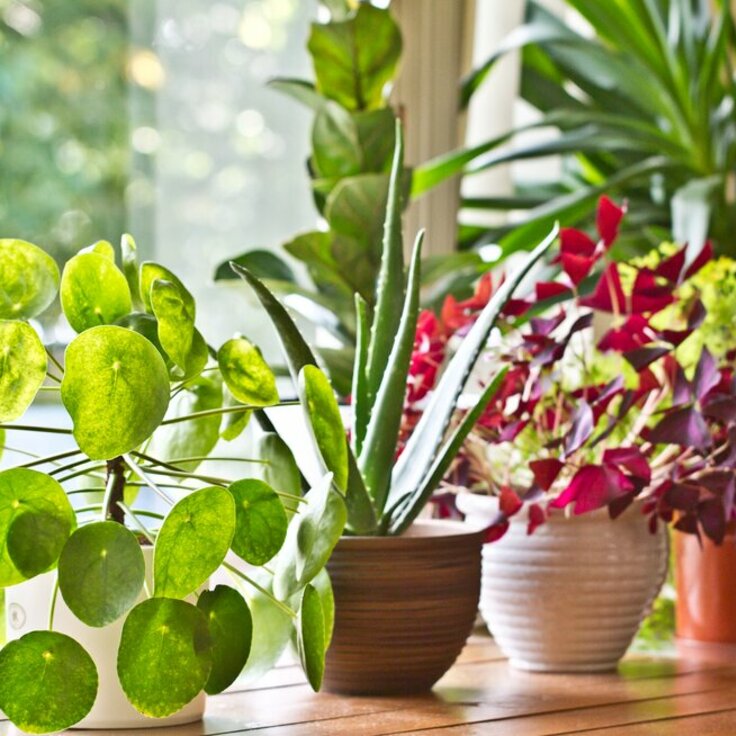 Top 7 low maintenance indoor plants (Indoor plants)