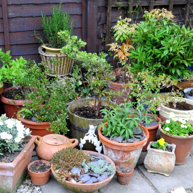 Starting a Container Garden