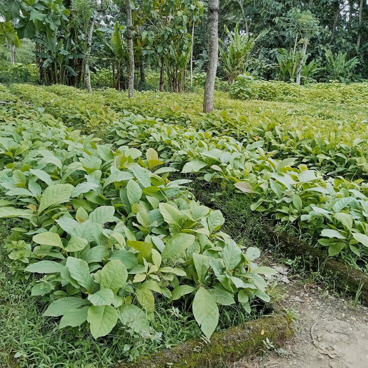 From Farm Fields to Backyard Beds: The Invisible Reach of Agricultural Chemicals (Gardening)