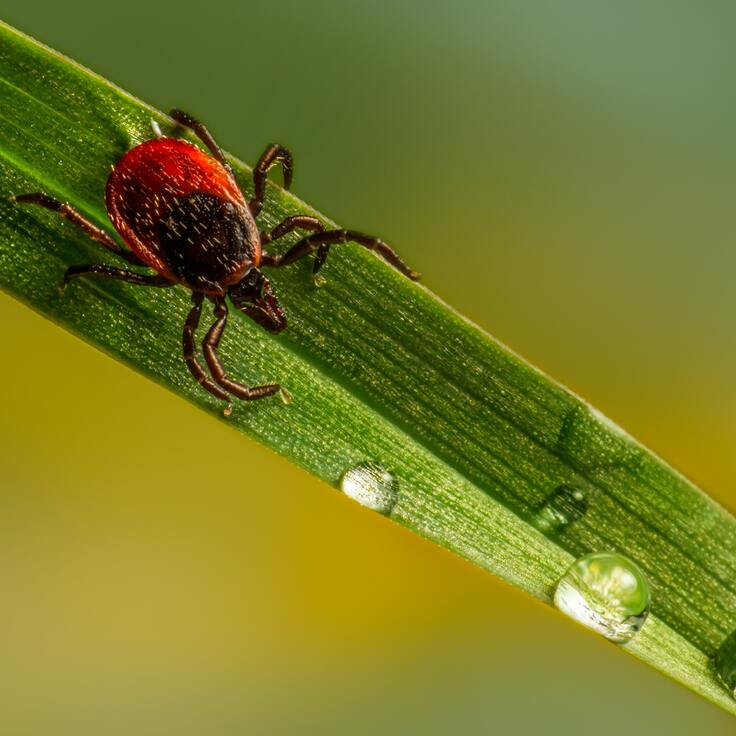 Effective Tick Prevention Methods (Garden Wildlife)