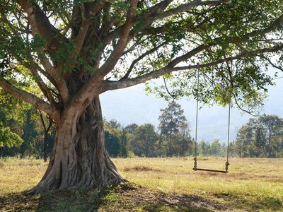 Tree swing (Do It Yourself)