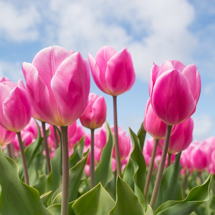 Tulip Colors and Meanings: A Complete Guide (Plants, Trees & Flowers)