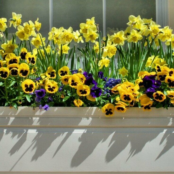 How To Create Stunning Flower Window Boxes for Every Season (Gardening)