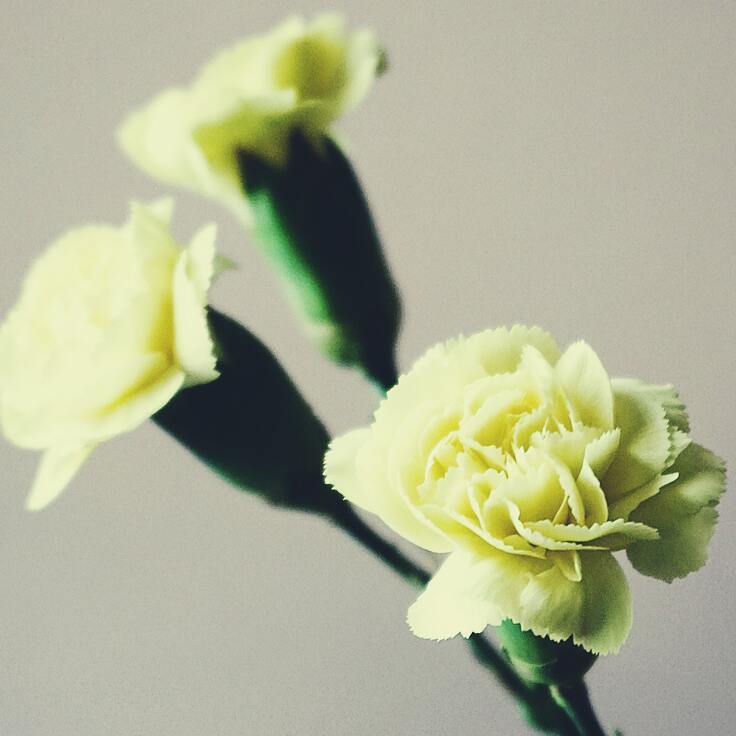 White Carnations for the Ascension