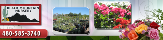Logo Black Mountain Nursery