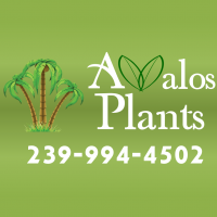 Logo Avalos Plants & Landscaping