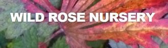 Logo Wildrose Nursery