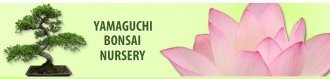 Logo tuincentrum Yamaguchi Bonsai Nursery