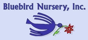 Logo Bluebird Nursery